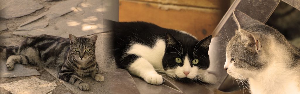 merci d'adopter un chat