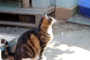 gaspachio chat à adopter