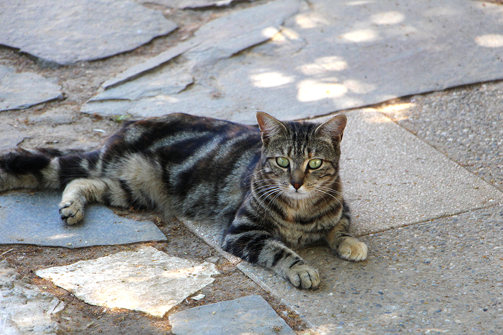Laslo chat a été adopté en 2017