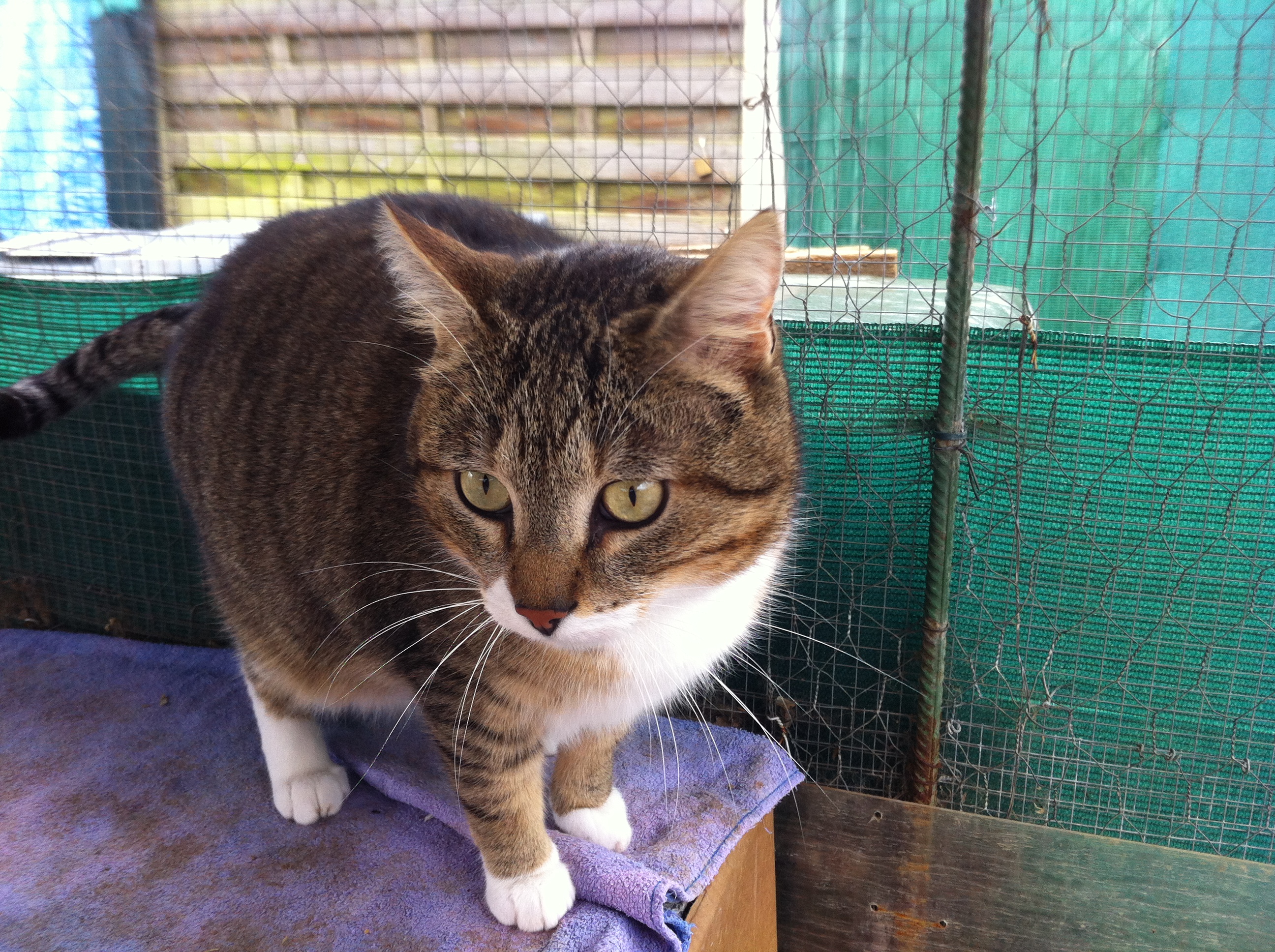 chat corbeil essonnes