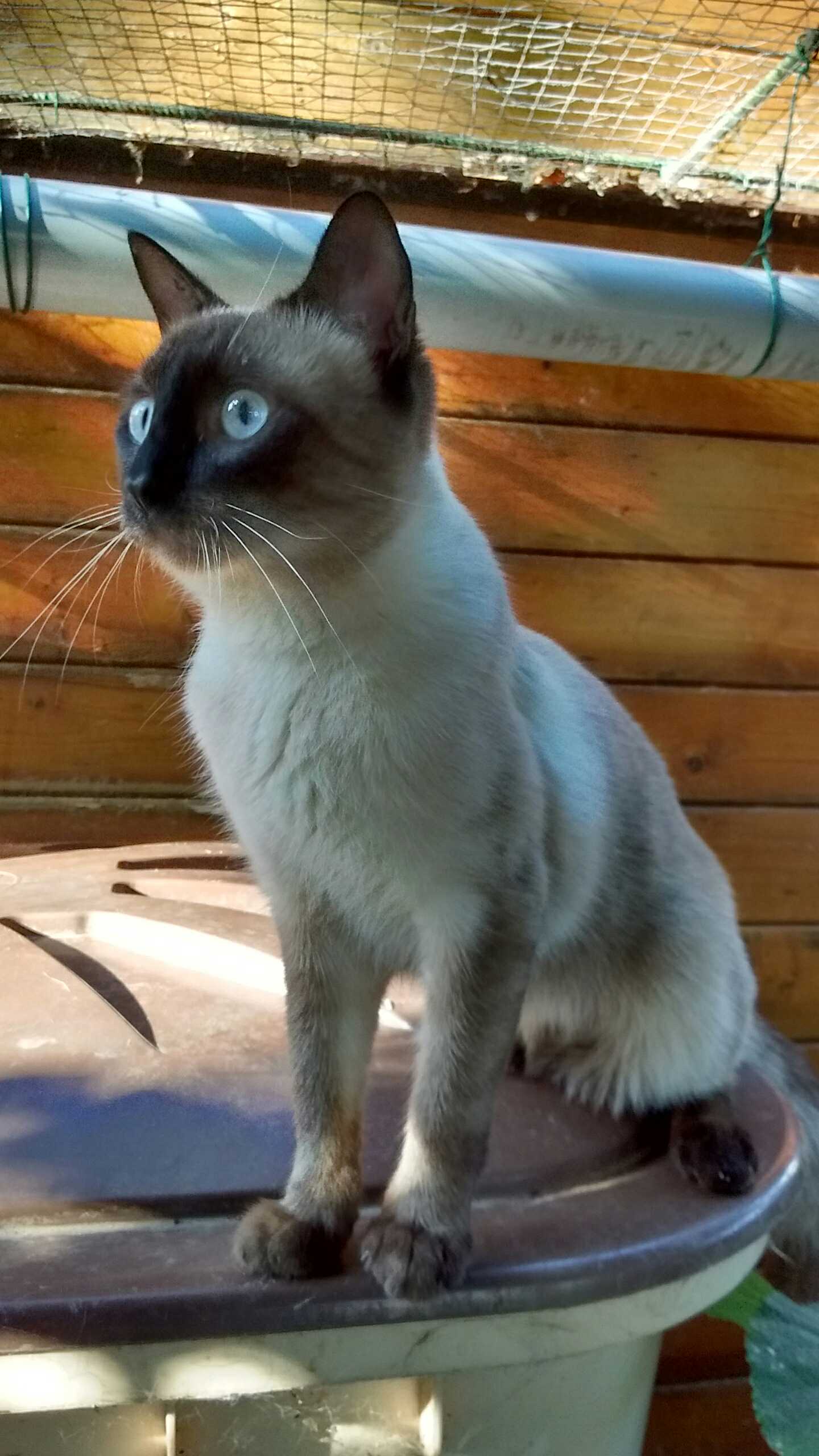 nanouk chat à adopter