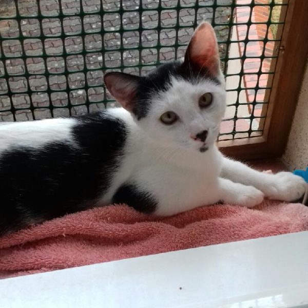 Patou a été adopté en décembre 2019