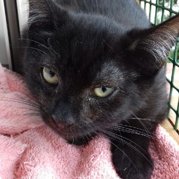 Poussy  a été adoptée en décembre 2019
