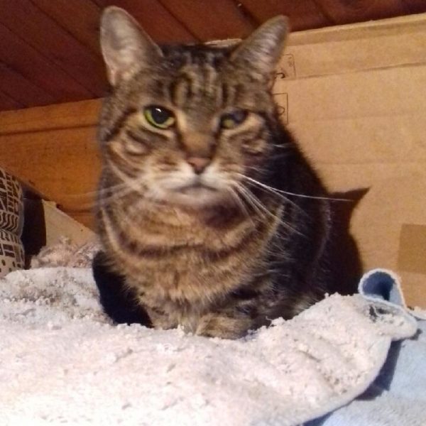 Chouchou Chat à adopter