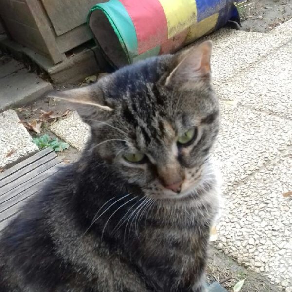 Pipa Chatte a été adoptée en Oct 2021