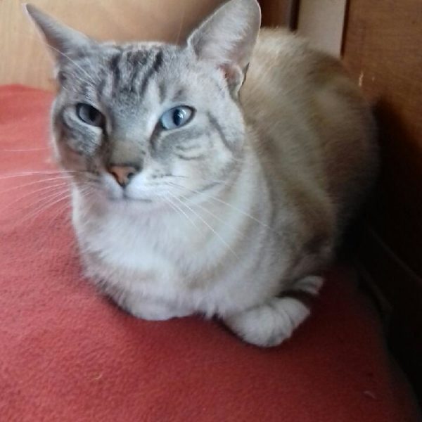 Popeye a été adopté