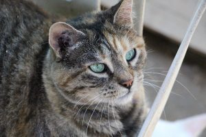 chat à adopter