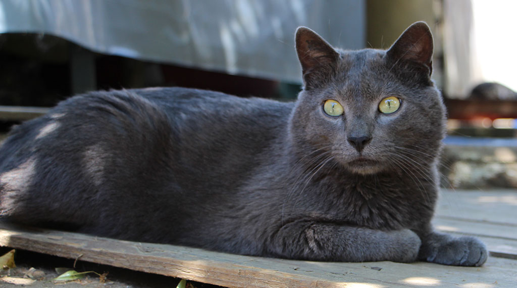 Mistigris a été adopté en Février 2017