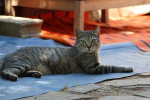 sam chat à adopter 91essonne