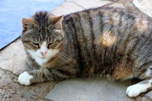 gribouille chat à adopter
