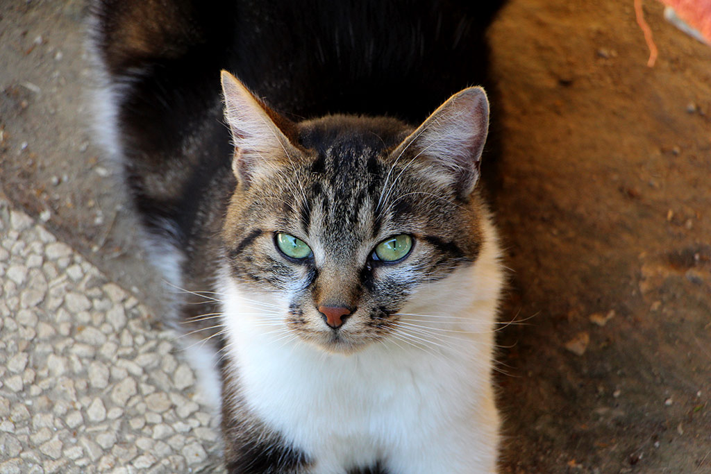 Jules va bientôt être adopté