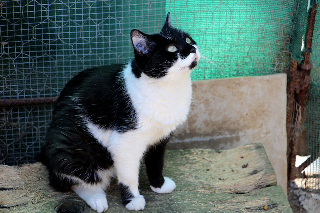 Lilou a été adoptée en Février 2017