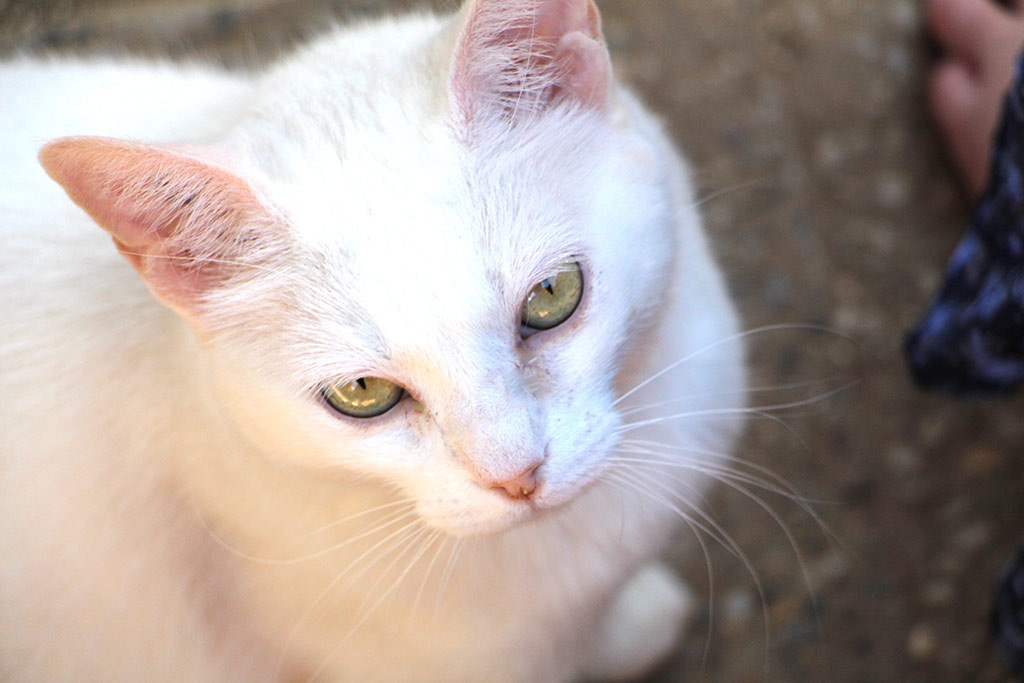 Vanille a été adoptée en Septembre 2019