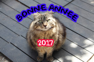 adoptez un chat en 2017