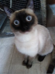 Nanouck chat à adopter