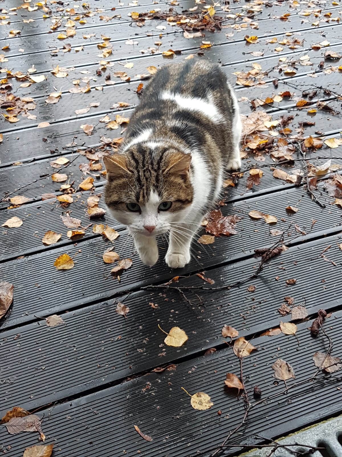 margaux chatte disparue draveil janvier 2018