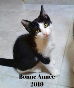 bonne année à tous les chats pour 2019