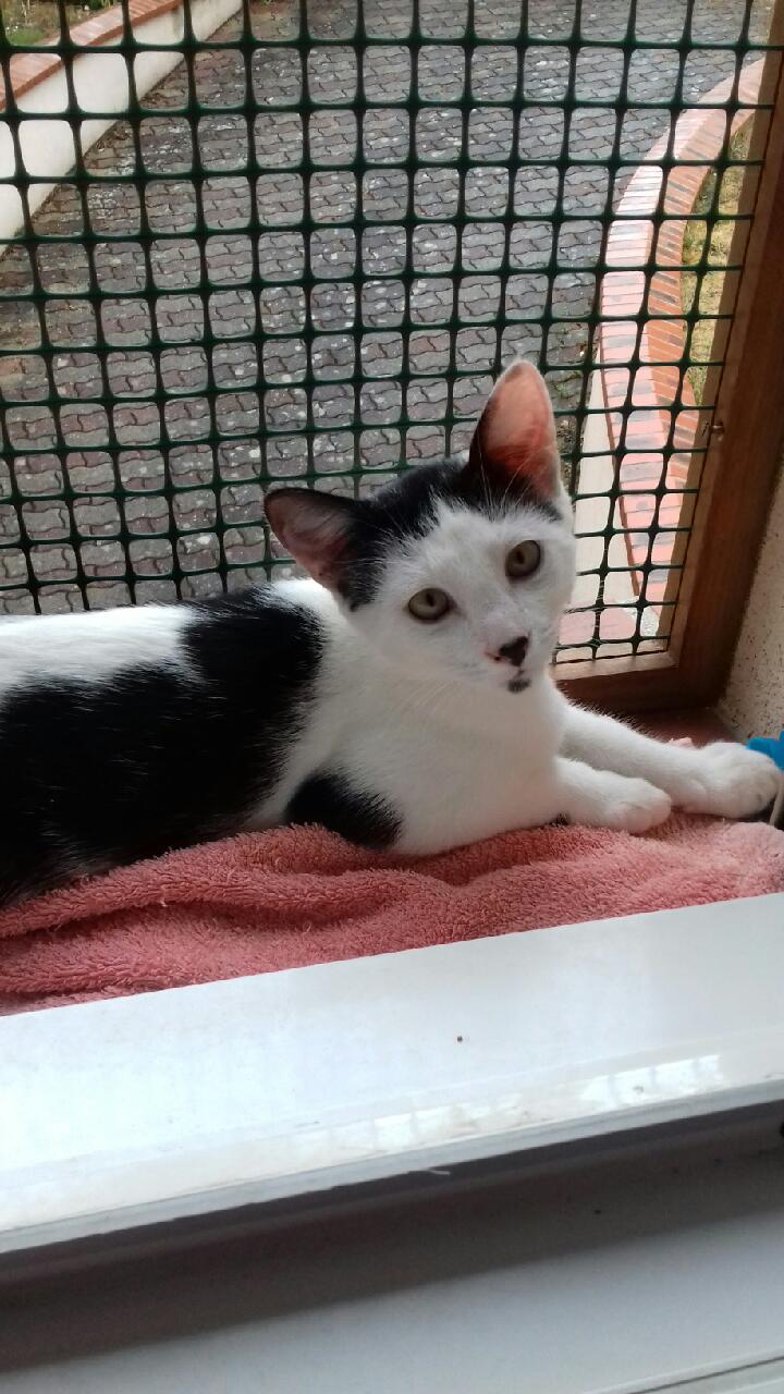 Patou chat à adopter Draveil