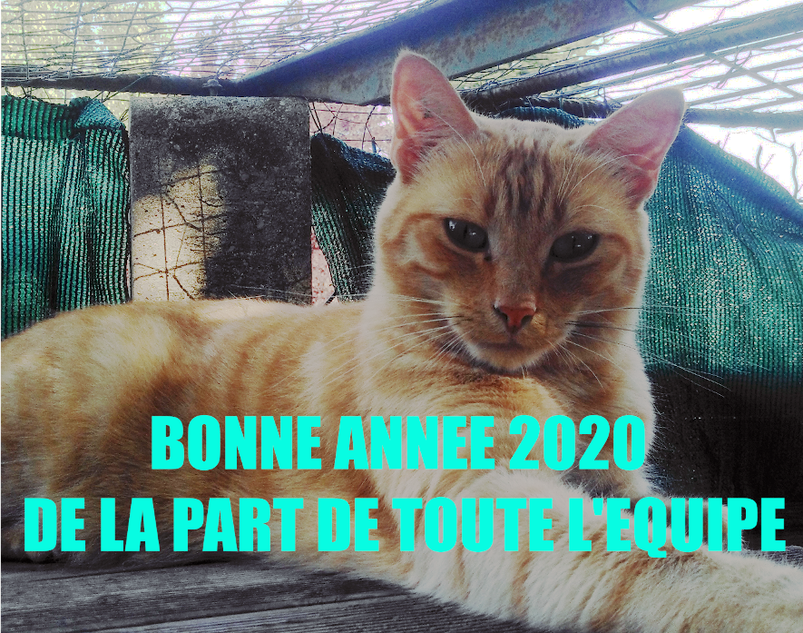 nouvelle année meilleurs voeux