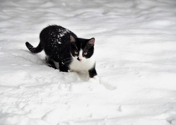 La neige et les chats ... nos conseils.