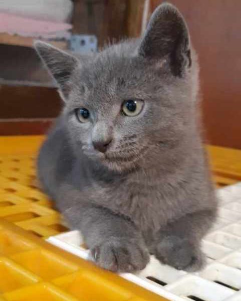 Spirou chaton a été  adopté le 30/07/21