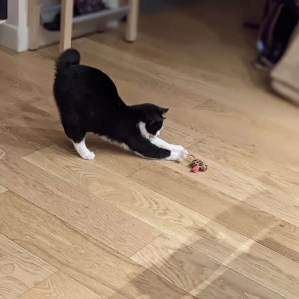 Ouranos chat à adopter