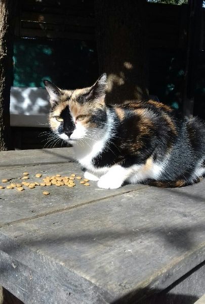 Mouflette chatte à adopter