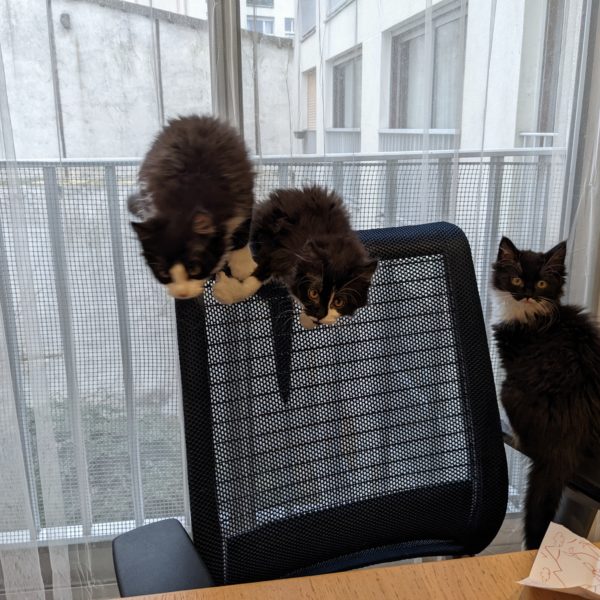 Odines chattes à adopter